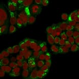 Immunofluorescence - Anti-RCAS1 Antibody [CPTC-EBAG9-1] - BSA and Azide free (A253670) - Antibodies.com