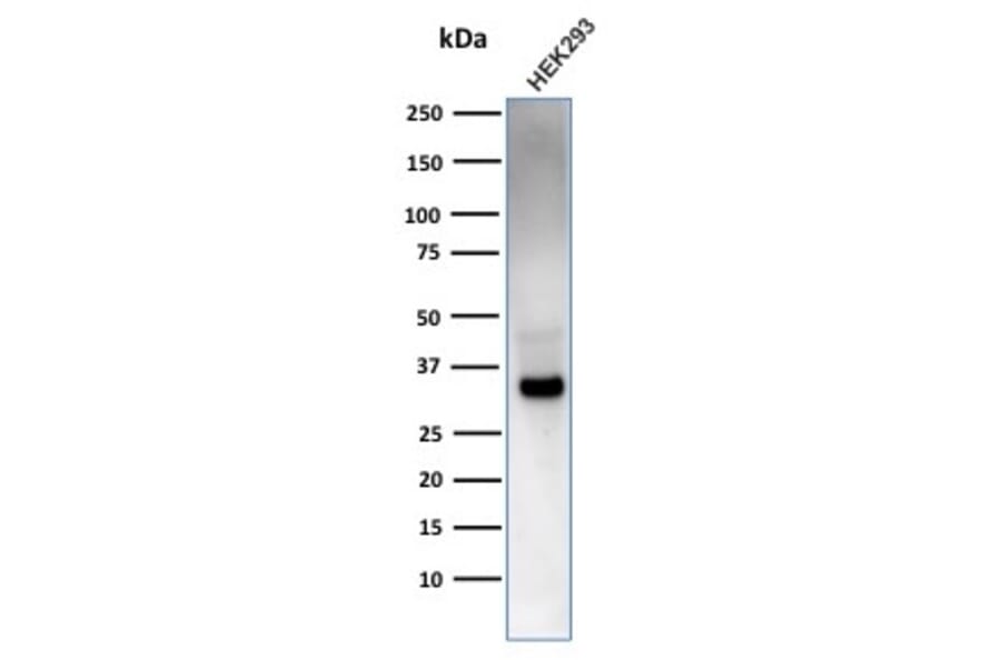 Western Blot - Anti-RCAS1 Antibody [CPTC-EBAG9-2] - BSA and Azide free (A253672) - Antibodies.com