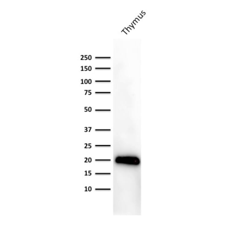 Western Blot - Anti-CD3 epsilon Antibody [PC3/188A] - BSA and Azide free (A253673) - Antibodies.com