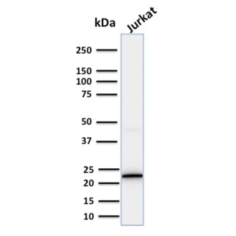 Western Blot - Anti-CD3 epsilon Antibody [PC3/188A] - BSA and Azide free (A253673) - Antibodies.com