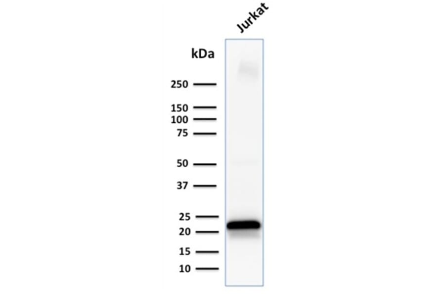 Western Blot - Anti-CD3 epsilon Antibody [C3e/1931] - BSA and Azide free (A253674) - Antibodies.com