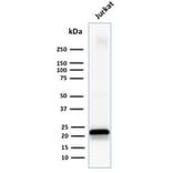 Western Blot - Anti-CD3 epsilon Antibody [C3e/1931] - BSA and Azide free (A253674) - Antibodies.com