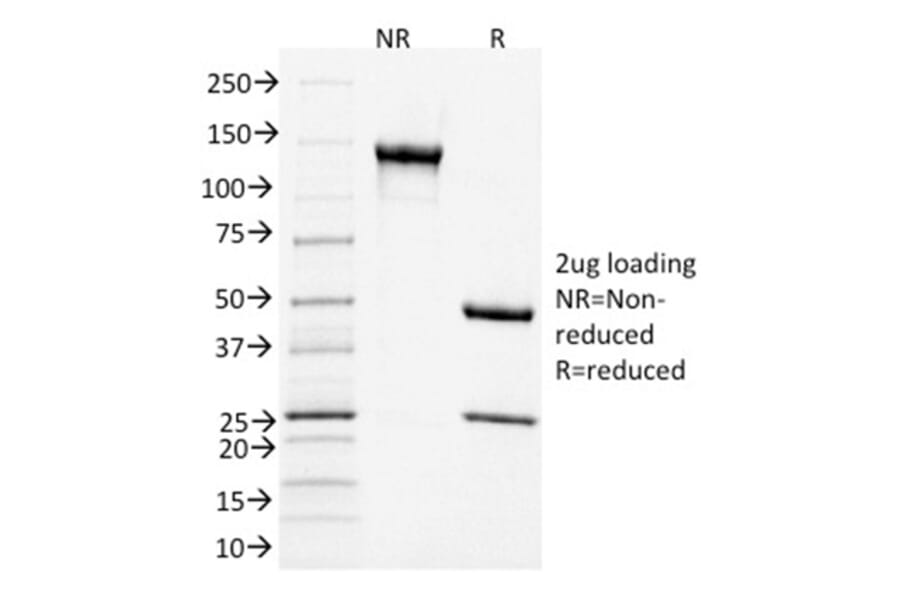 SDS-PAGE - Anti-CD3 epsilon Antibody [C3e/1931] - BSA and Azide free (A253674) - Antibodies.com