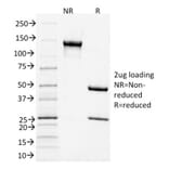 SDS-PAGE - Anti-CD3 epsilon Antibody [C3e/1931] - BSA and Azide free (A253674) - Antibodies.com