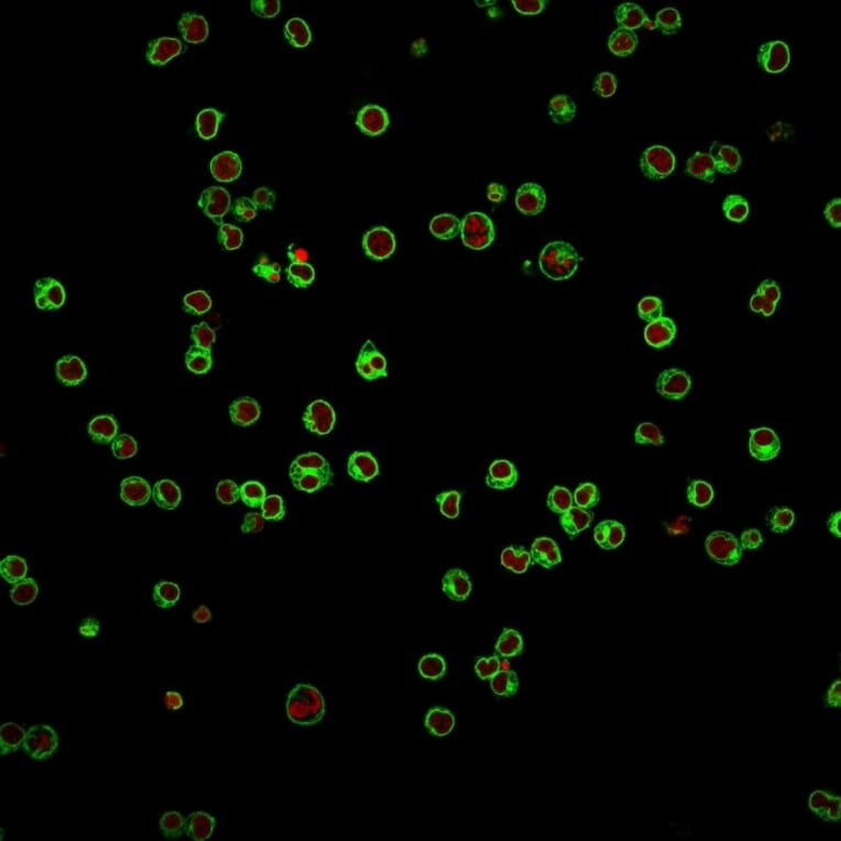 Immunofluorescence - Anti-CD3 epsilon Antibody [UCHT1] - BSA and Azide free (A253675) - Antibodies.com