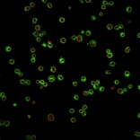 Immunofluorescence - Anti-CD3 epsilon Antibody [UCHT1] - BSA and Azide free (A253675) - Antibodies.com
