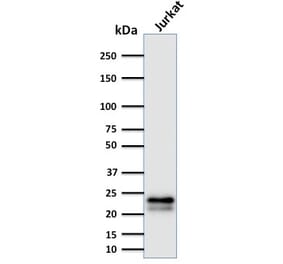 Western Blot - Anti-CD3 epsilon Antibody [C3e/2478] - BSA and Azide free (A253676) - Antibodies.com