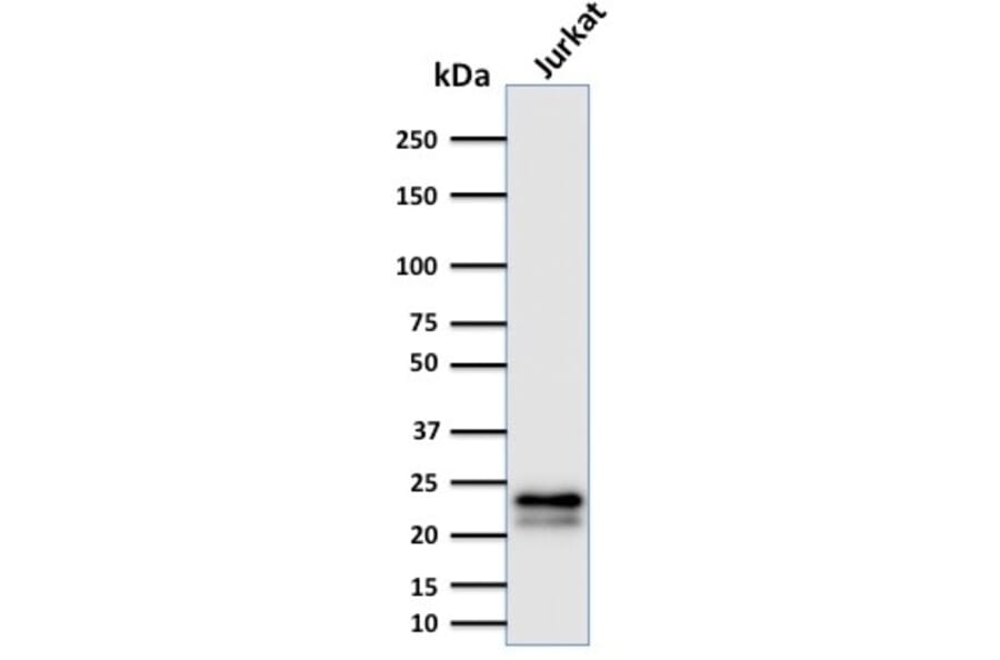 Western Blot - Anti-CD3 epsilon Antibody [C3e/2478] - BSA and Azide free (A253676) - Antibodies.com