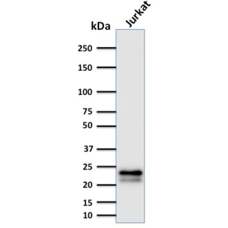 Western Blot - Anti-CD3 epsilon Antibody [C3e/2478] - BSA and Azide free (A253676) - Antibodies.com