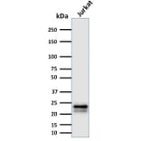 Western Blot - Anti-CD3 epsilon Antibody [C3e/2478] - BSA and Azide free (A253676) - Antibodies.com