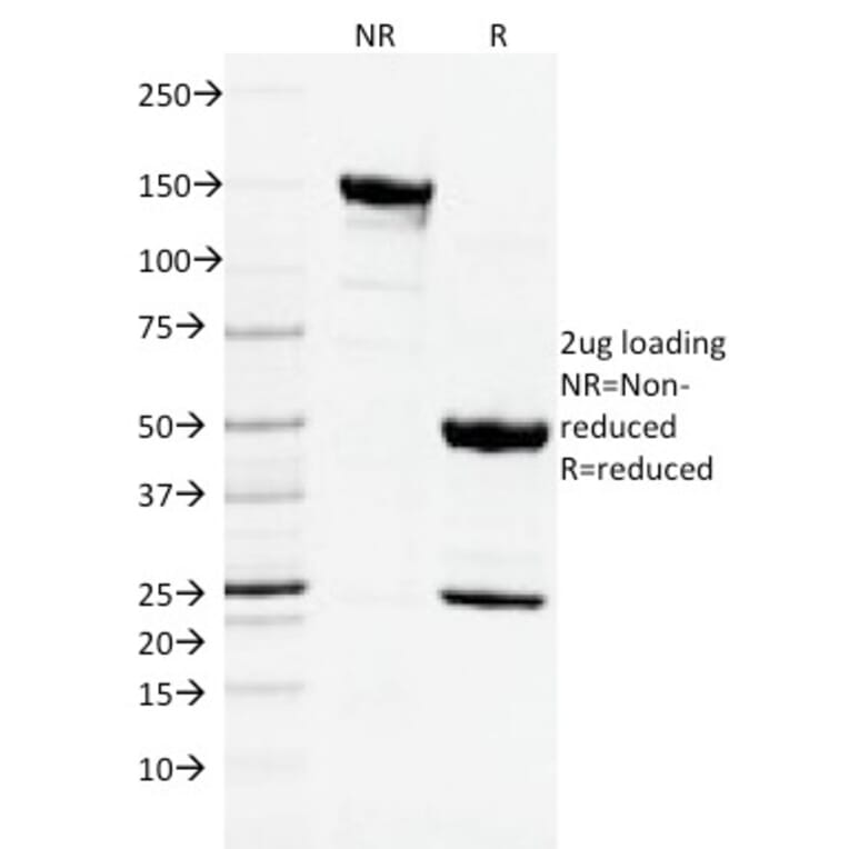 SDS-PAGE - Anti-CD3 epsilon Antibody [C3e/2478] - BSA and Azide free (A253676) - Antibodies.com