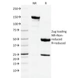 SDS-PAGE - Anti-CD3 epsilon Antibody [C3e/2478] - BSA and Azide free (A253676) - Antibodies.com