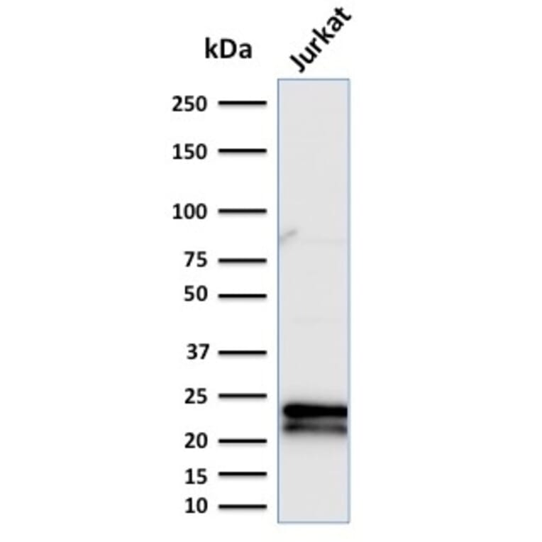 Western Blot - Anti-CD3 epsilon Antibody [C3e/2479] - BSA and Azide free (A253677) - Antibodies.com