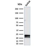 Western Blot - Anti-CD3 epsilon Antibody [C3e/2479] - BSA and Azide free (A253677) - Antibodies.com