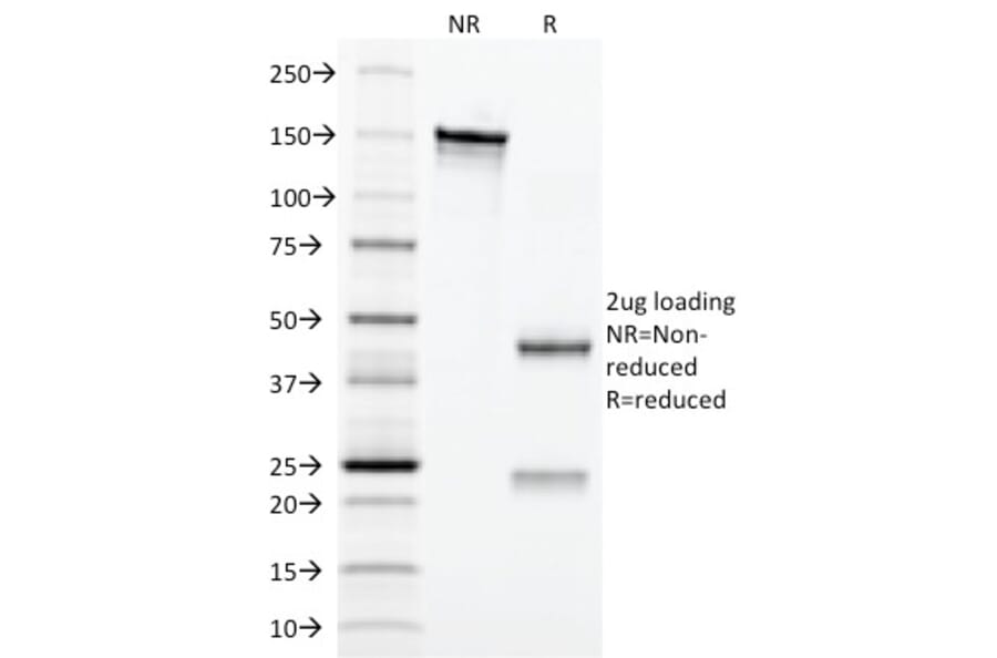 SDS-PAGE - Anti-CD3 epsilon Antibody [C3e/2479] - BSA and Azide free (A253677) - Antibodies.com