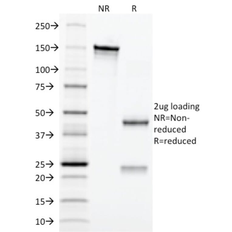 SDS-PAGE - Anti-CD3 epsilon Antibody [C3e/2479] - BSA and Azide free (A253677) - Antibodies.com