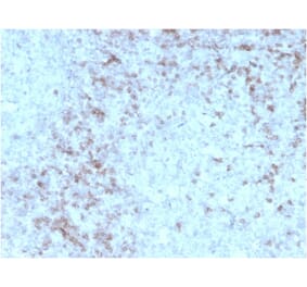 Immunohistochemistry - Anti-CD3 epsilon Antibody [rC3e/1931] - BSA and Azide free (A253679) - Antibodies.com