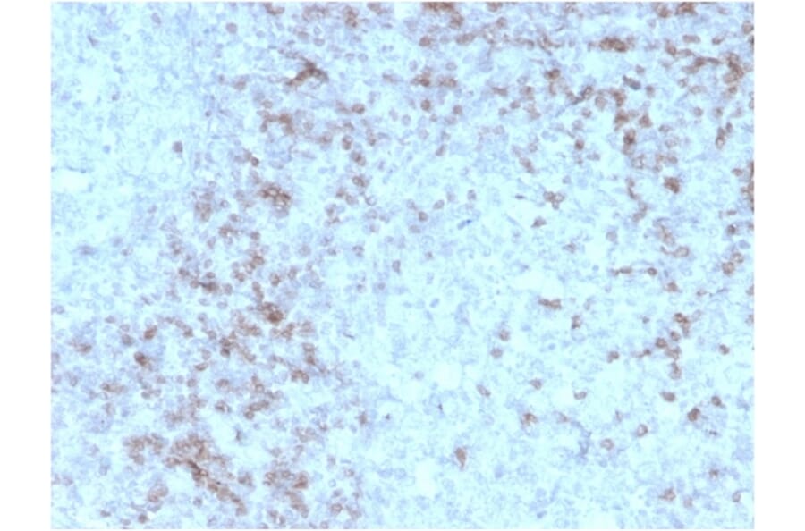Immunohistochemistry - Anti-CD3 epsilon Antibody [rC3e/1931] - BSA and Azide free (A253679) - Antibodies.com