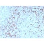 Immunohistochemistry - Anti-CD3 epsilon Antibody [rC3e/1931] - BSA and Azide free (A253679) - Antibodies.com