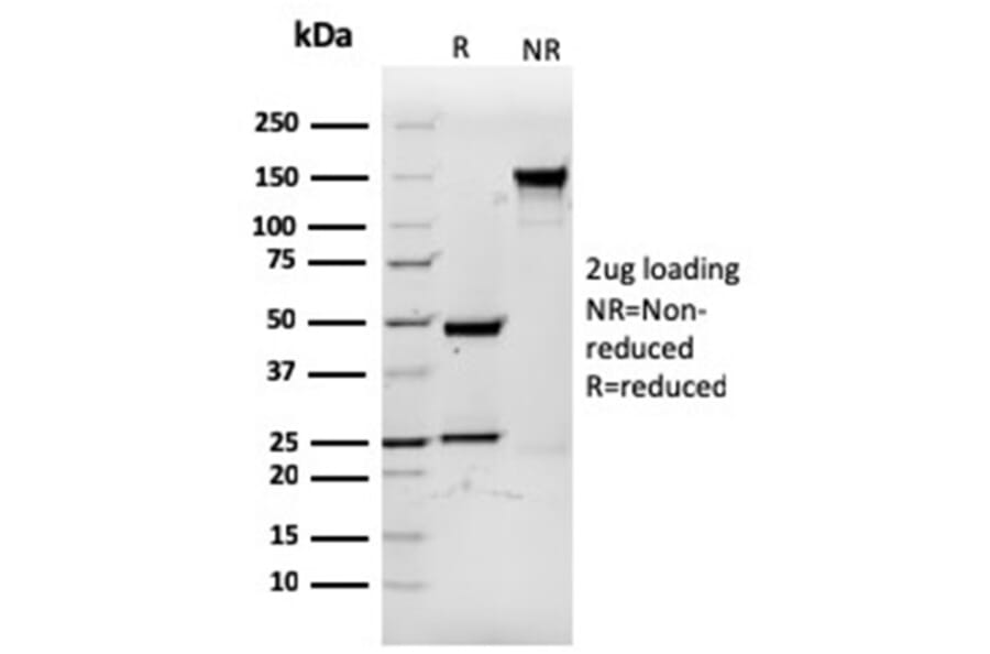 SDS-PAGE - Anti-CD3 epsilon Antibody [rC3e/1931] - BSA and Azide free (A253679) - Antibodies.com