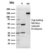 SDS-PAGE - Anti-CD3 epsilon Antibody [rC3e/1931] - BSA and Azide free (A253679) - Antibodies.com