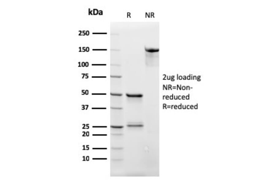 SDS-PAGE - Anti-CD3 epsilon Antibody [rC3e/2479] - BSA and Azide free (A250500) - Antibodies.com