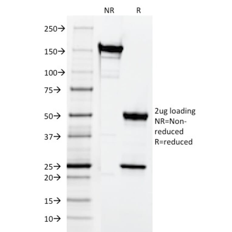 SDS-PAGE - Anti-CD3 epsilon Antibody [CRIS-7] - BSA and Azide free (A253681) - Antibodies.com