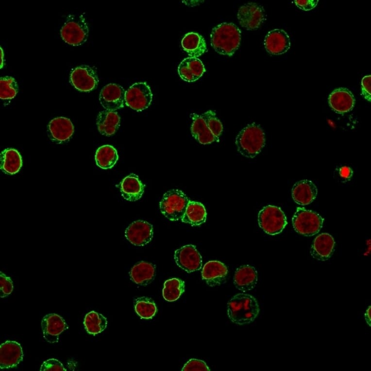 Immunofluorescence - Anti-CD3 epsilon Antibody [B-B12] - BSA and Azide free (A253682) - Antibodies.com