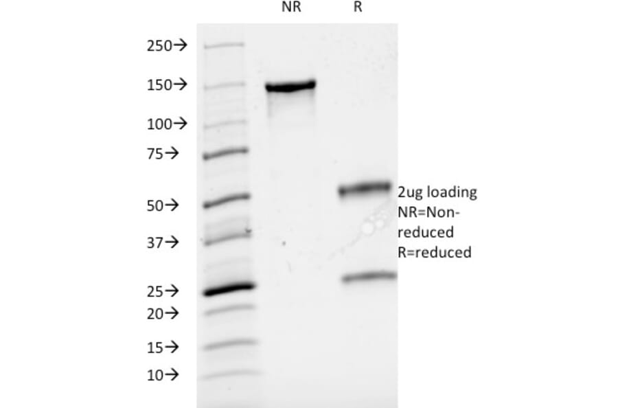 SDS-PAGE - Anti-CD3 epsilon Antibody [B-B12] - BSA and Azide free (A253682) - Antibodies.com