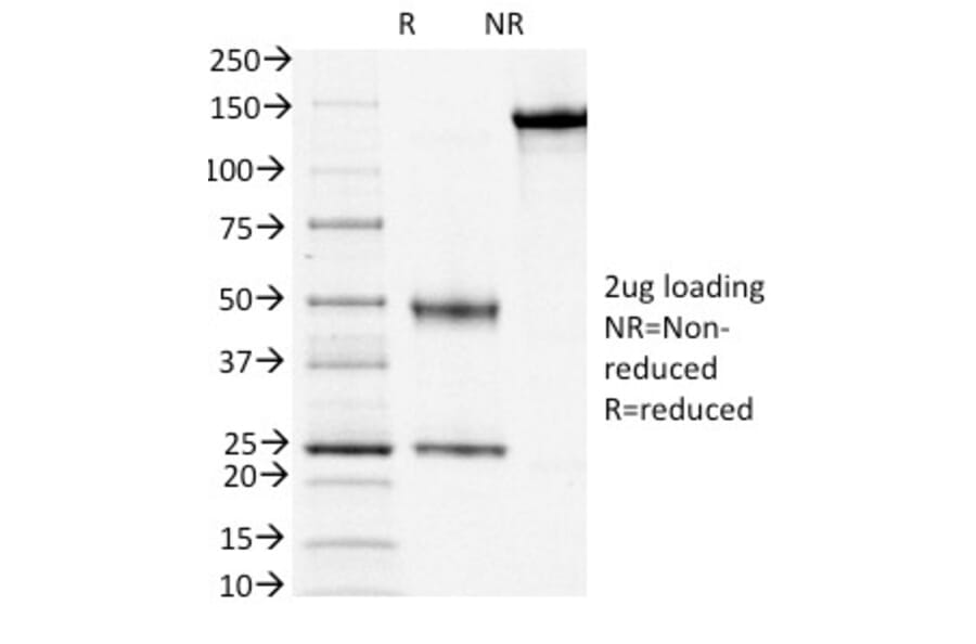 SDS-PAGE - Anti-CD3 epsilon Antibody [OKT3] - BSA and Azide free (A253682) - Antibodies.com