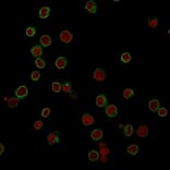 Immunofluorescence - Anti-CD3 epsilon Antibody [RIV9] - BSA and Azide free (A253684) - Antibodies.com