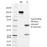 SDS-PAGE - Anti-CD3 epsilon Antibody [RIV9] - BSA and Azide free (A253684) - Antibodies.com