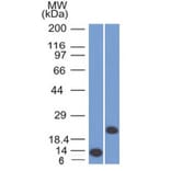 Western Blot - Anti-CD3 epsilon Antibody [C3e/1308] - BSA and Azide free (A253685) - Antibodies.com