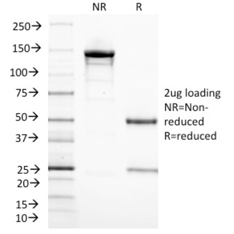 SDS-PAGE - Anti-CD3 epsilon Antibody [C3e/1308] - BSA and Azide free (A253685) - Antibodies.com