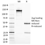 SDS-PAGE - Anti-CD3 epsilon Antibody [C3e/1308] - BSA and Azide free (A253685) - Antibodies.com