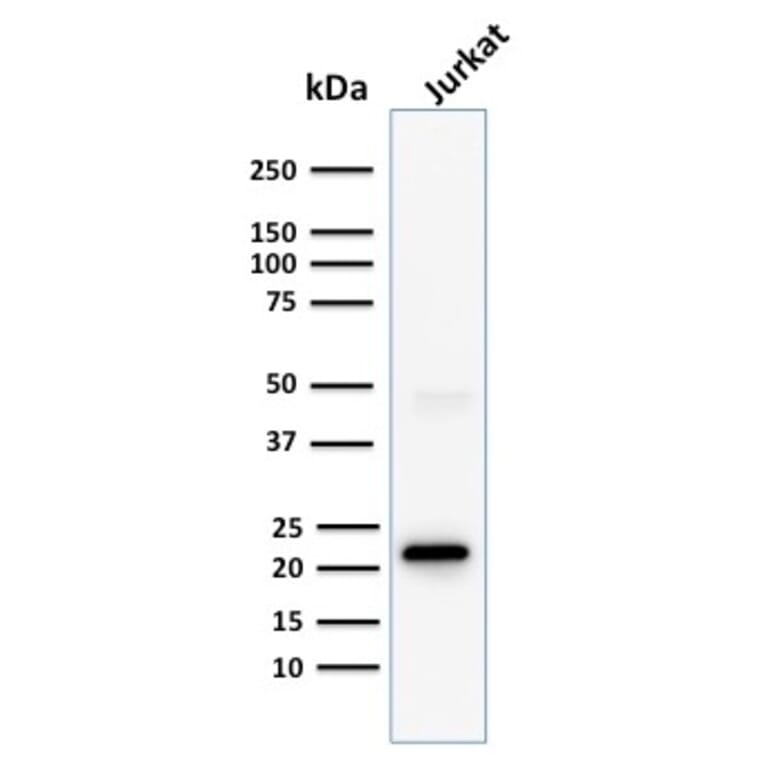 Western Blot - Anti-CD3 epsilon Antibody [C3e/1308] - BSA and Azide free (A253685) - Antibodies.com