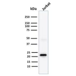 Western Blot - Anti-CD3 epsilon Antibody [C3e/1308] - BSA and Azide free (A253685) - Antibodies.com