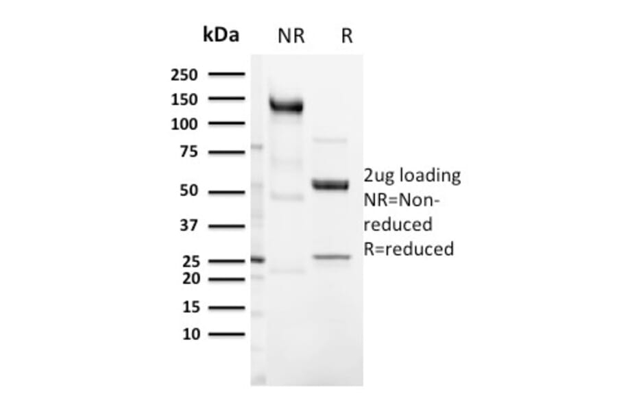 SDS-PAGE - Anti-CD3 epsilon Antibody [C3e/3125R] - BSA and Azide free (A253687) - Antibodies.com