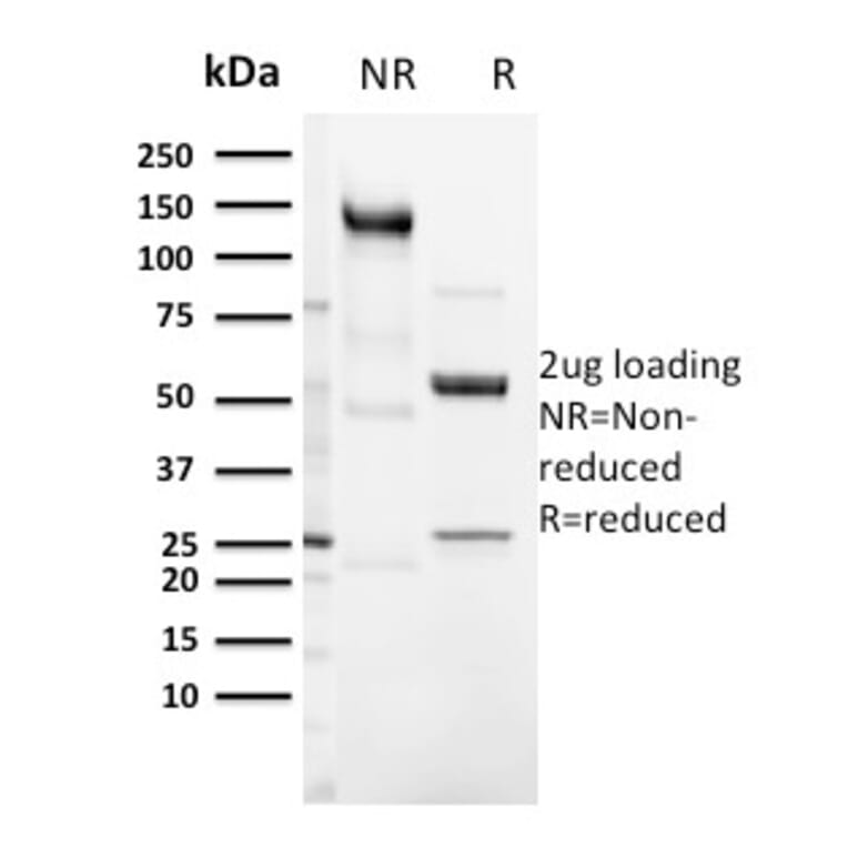 SDS-PAGE - Anti-CD3 epsilon Antibody [C3e/3125R] - BSA and Azide free (A253687) - Antibodies.com