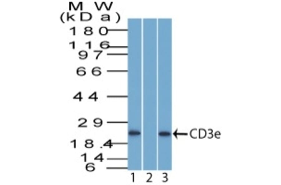 Western Blot - Anti-CD3 epsilon Antibody - BSA and Azide free (A253689) - Antibodies.com