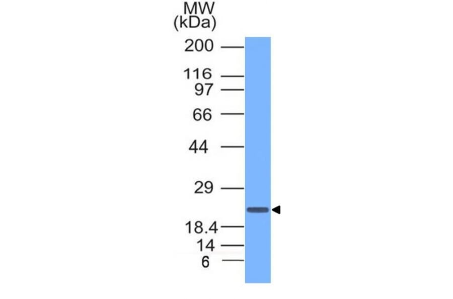 Western Blot - Anti-CD3 epsilon Antibody - BSA and Azide free (A253689) - Antibodies.com