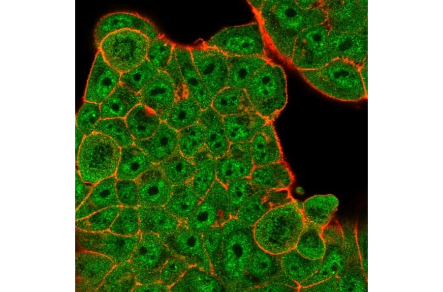Immunofluorescence - Anti-ZBED1 Antibody [PCRP-ZBED1-1E1] - BSA and Azide free (A253690) - Antibodies.com