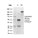SDS-PAGE - Anti-ZBED1 Antibody [PCRP-ZBED1-1E1] - BSA and Azide free (A253690) - Antibodies.com