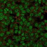 Immunofluorescence - Anti-ZMYM3 Antibody [PCRP-ZMYM3-2F10] - BSA and Azide free (A253691) - Antibodies.com
