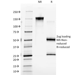 SDS-PAGE - Anti-CD4 Antibody [EDU-2] - BSA and Azide free (A253693) - Antibodies.com