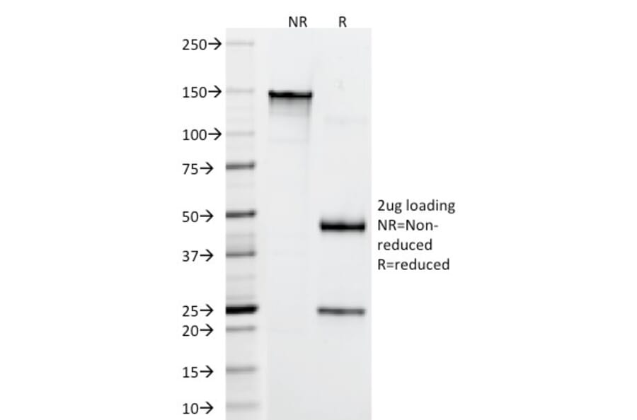 SDS-PAGE - Anti-CD4 Antibody [RIV7] - BSA and Azide free (A253694) - Antibodies.com