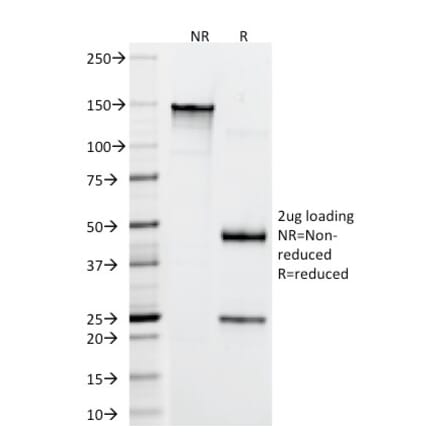 SDS-PAGE - Anti-CD4 Antibody [RIV7] - BSA and Azide free (A253694) - Antibodies.com