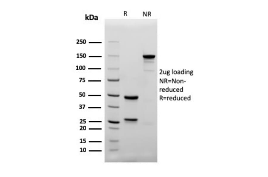 SDS-PAGE - Anti-CD4 Antibody [rC4/206] - BSA and Azide free (A253699) - Antibodies.com