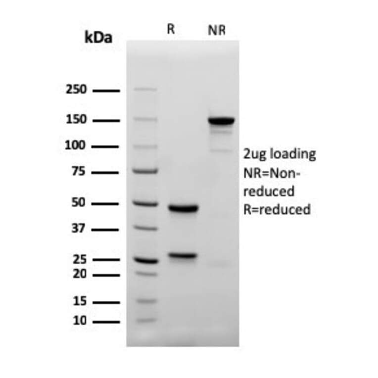 SDS-PAGE - Anti-CD4 Antibody [rC4/206] - BSA and Azide free (A253699) - Antibodies.com