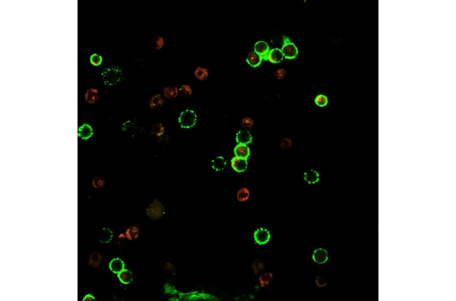 Immunofluorescence - Anti-CD4 Antibody [rC4/206] - BSA and Azide free (A253699) - Antibodies.com